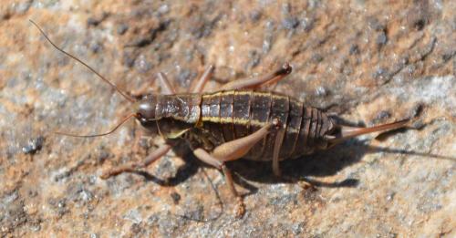 Réf. 215 663 : Anonconotus sp.